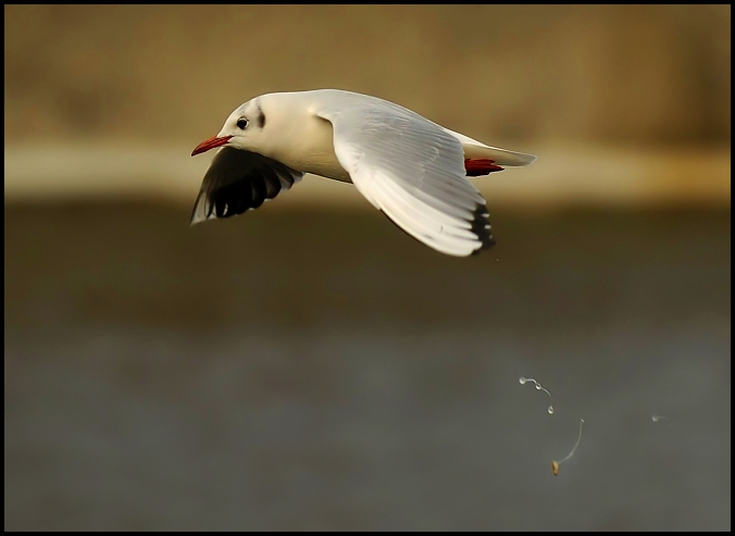 Mami ten racek kaká ...