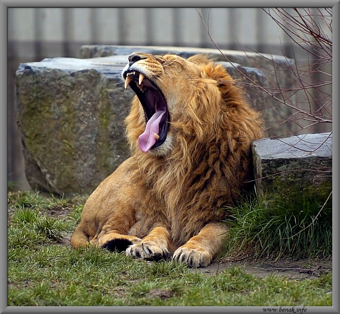 Lev nacvičuje vyšetření  u obvodního lékaře