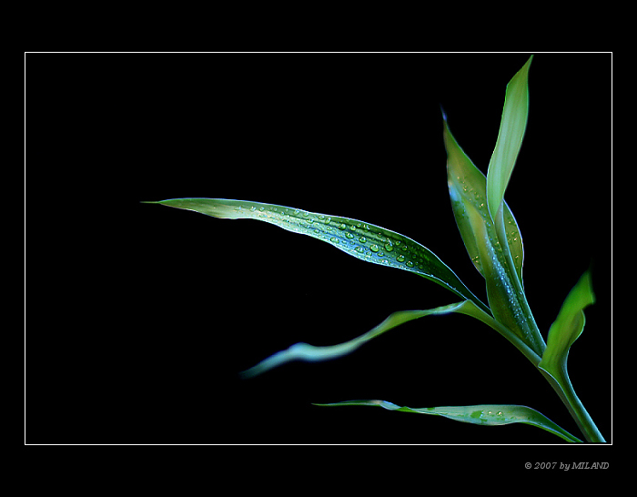 po dešti...