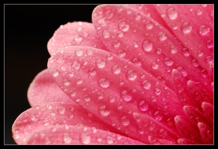 gerbera