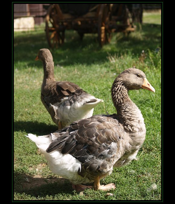 Pohodička na venkově