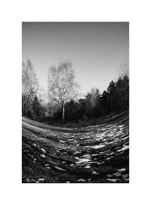 Vzor bříza
