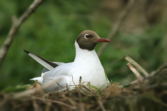 Racek chechtavý (Larus ridibundus)