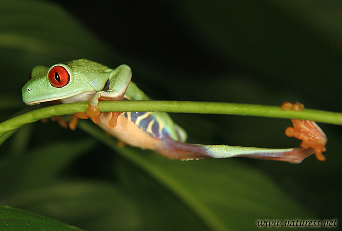 Listovnice červenooká (Agalychnis callidrias)