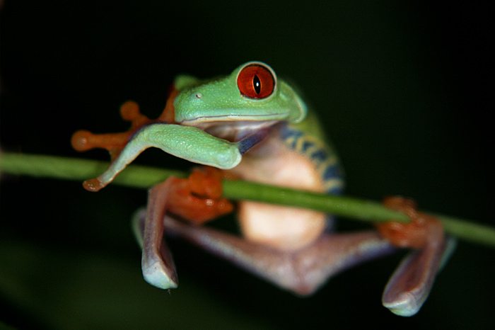 Listovnice červenooká (Agalychnis callidrias)