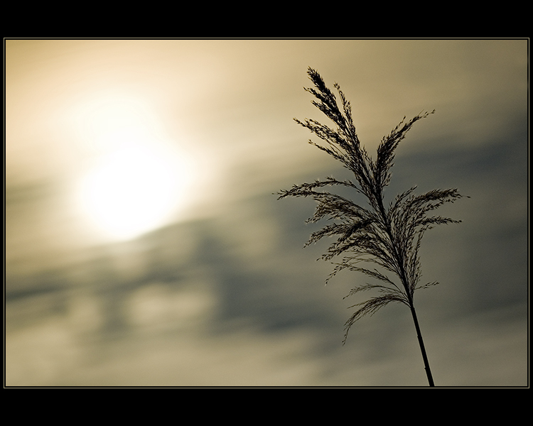 Sorrow or Hope?