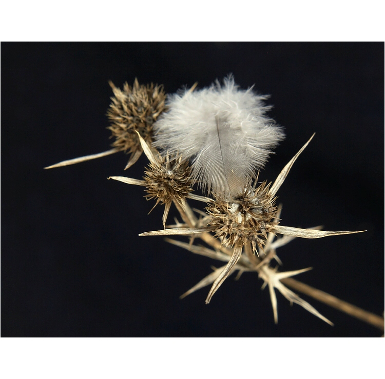 Pírko a bodláček.