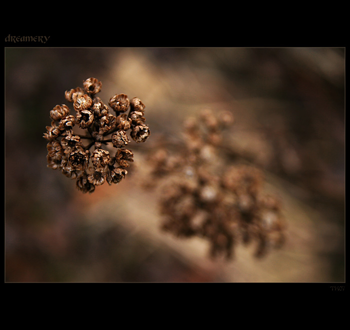 * Dreamery - snění
