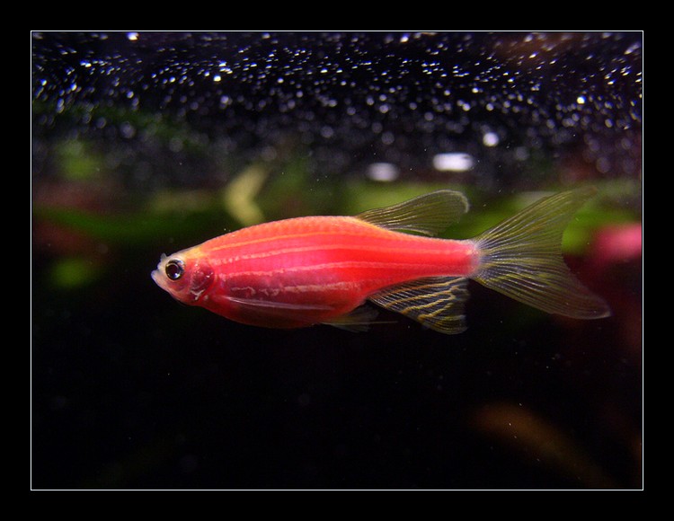 Danio pruhované (varianta red)