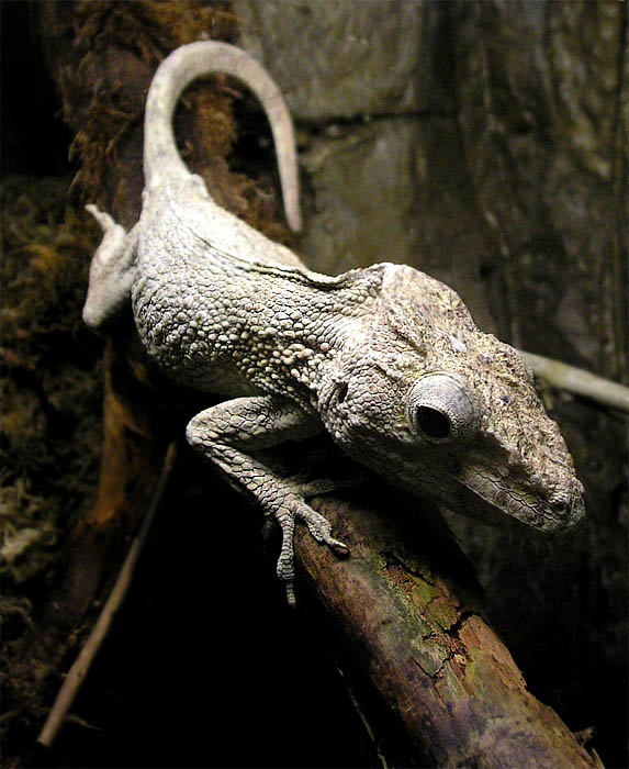 Chameleolis