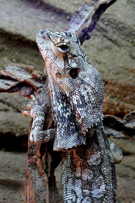 Chlamydosaurus kingii