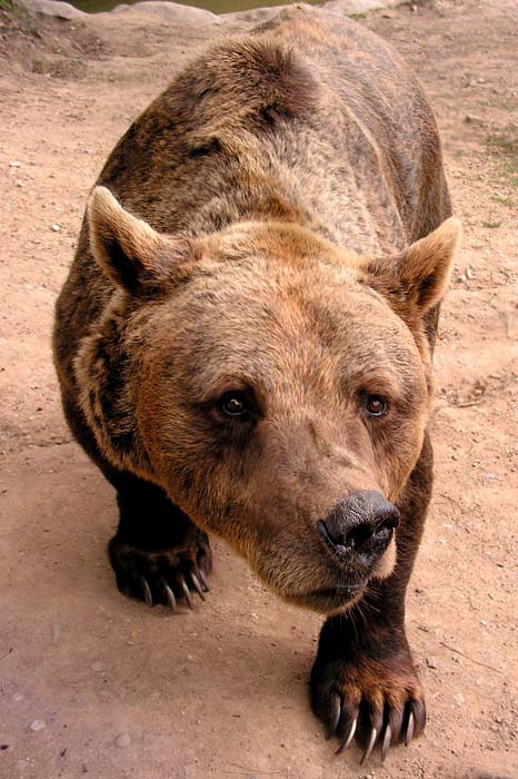 Ursus arctos