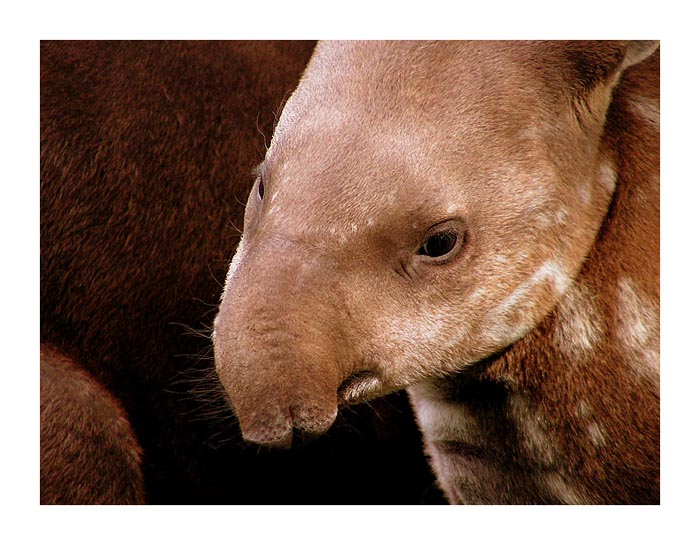 Tapirus terrestris - mládě