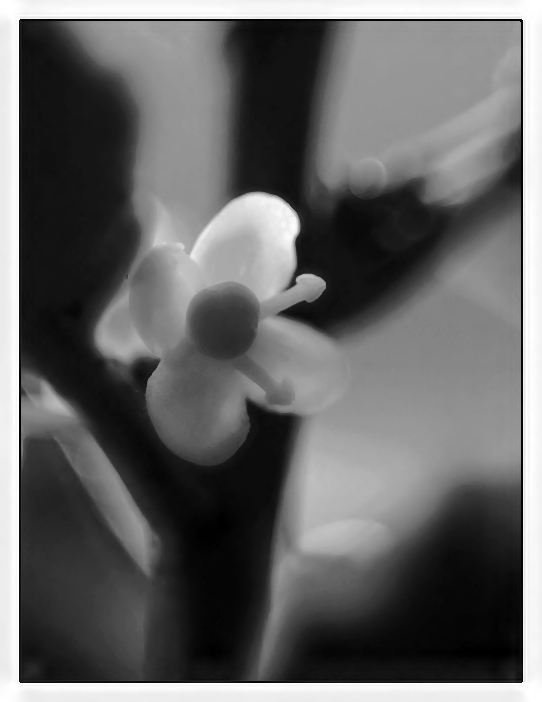 3mm kvítek cesmíny