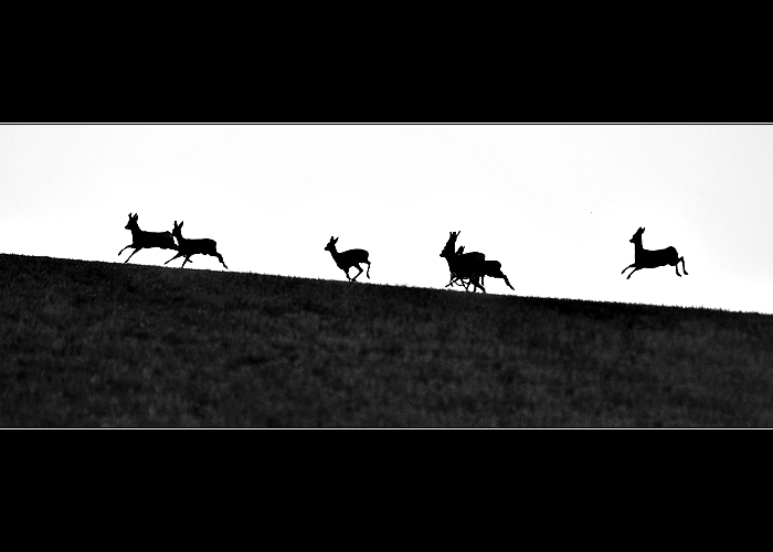 ...srnky II...
