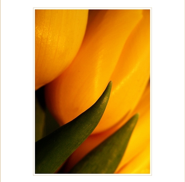 ...tuliPáni...