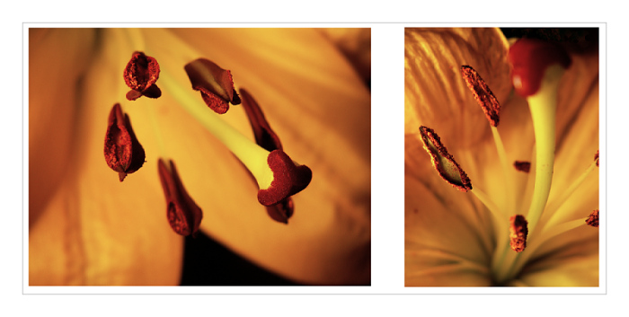 ... night flowers ...
