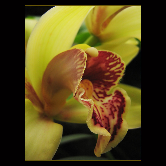 Orchidej