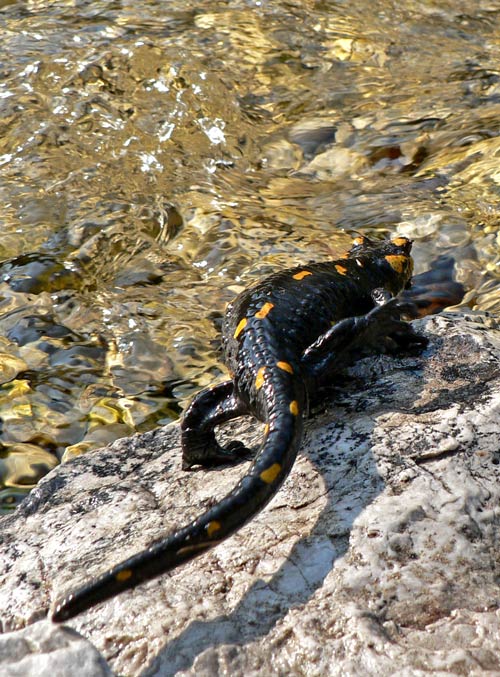 Salamandra salamandra