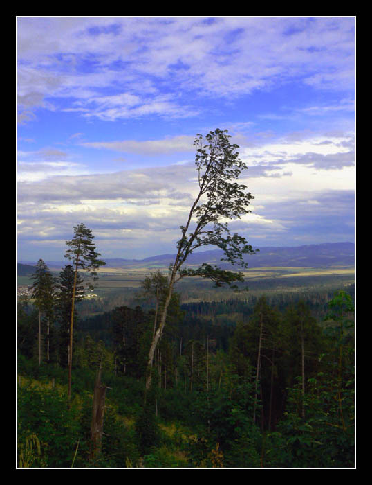 Ošľahaný vetrom