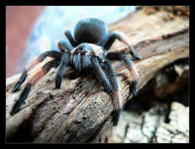 Brachypelma Emilia