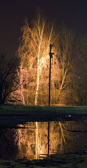Stromy svetla