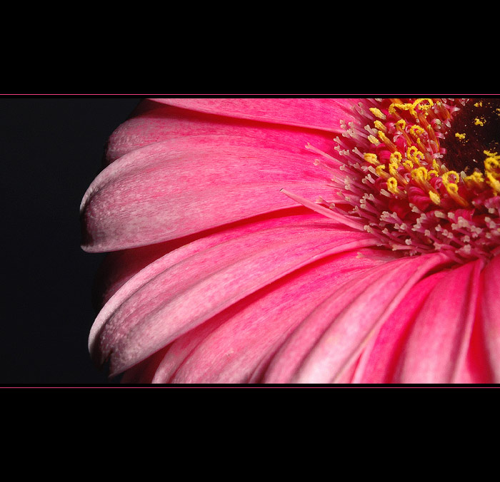 *** Gerbera ***