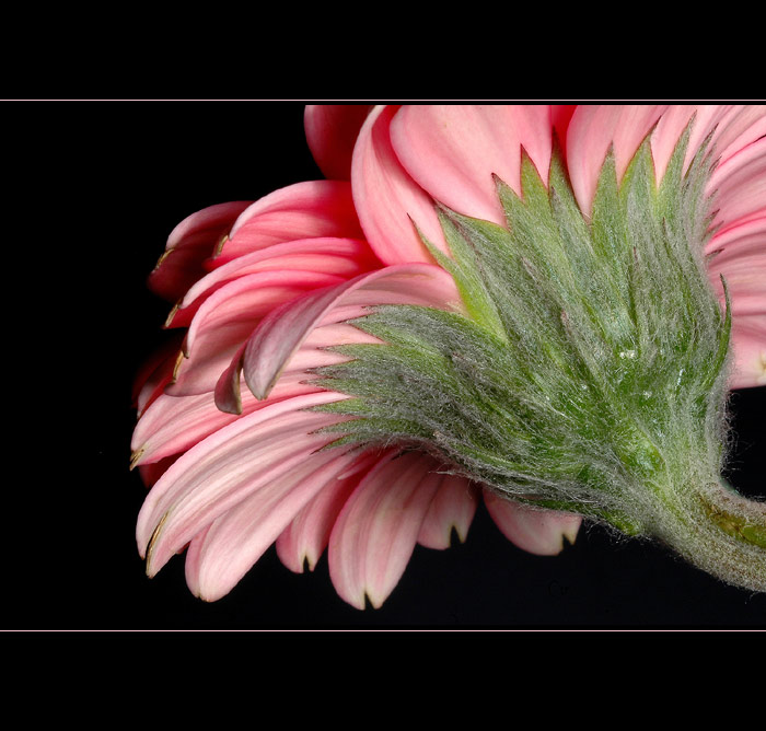 *** Gerbera ***