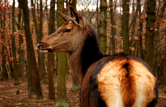laňka