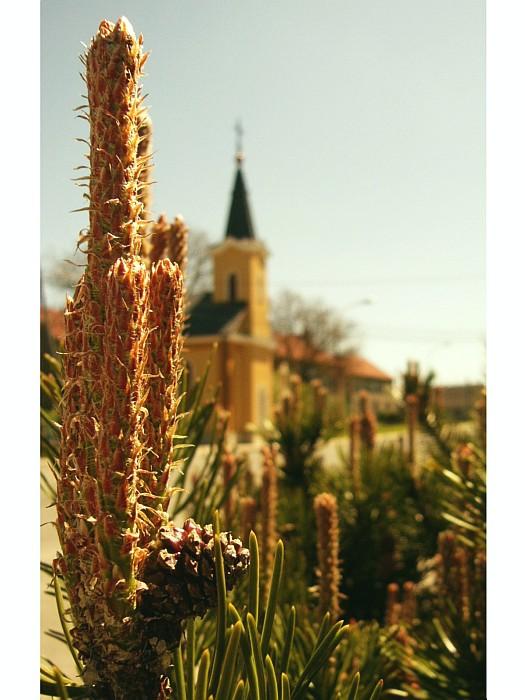 Vežičky