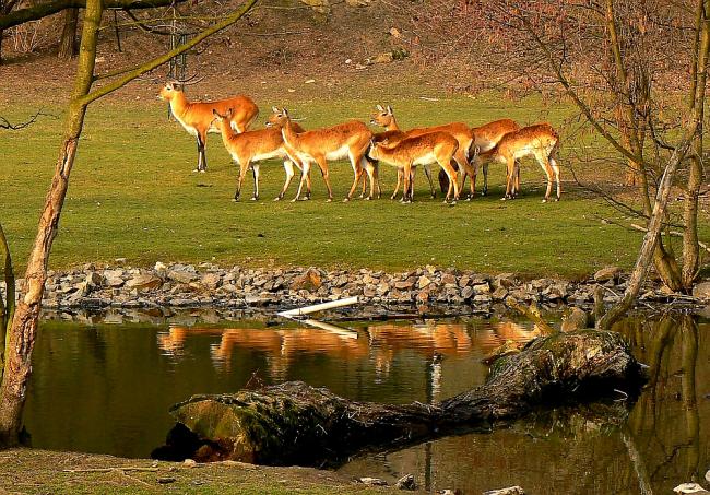 Z Plzeňské ZOO