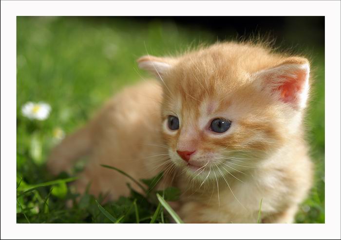 ,,,kocurek,,,