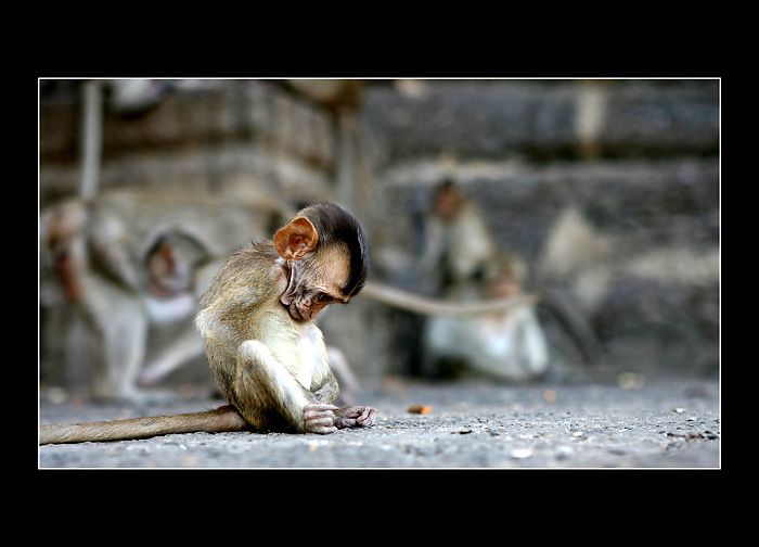 THAJSKO - Pithsanoluk