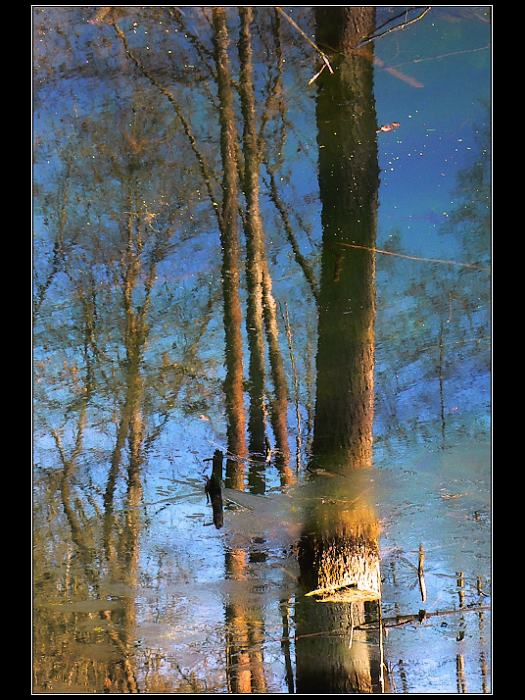 Odraz mrtvého stromu