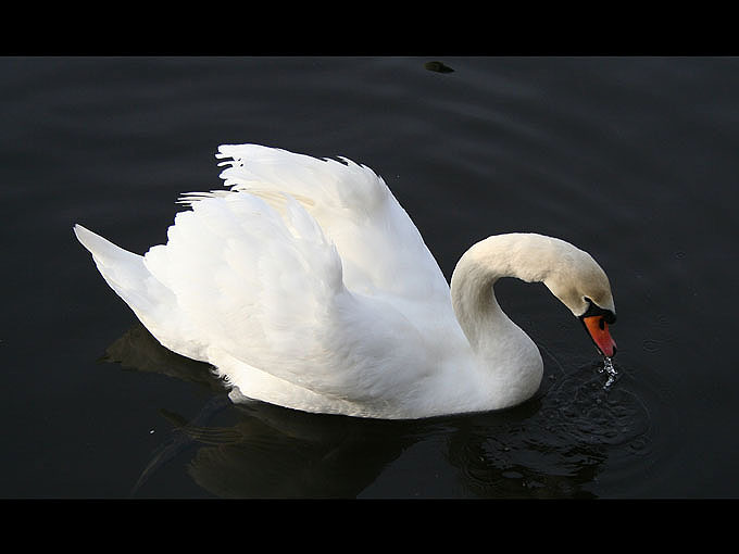 labuť