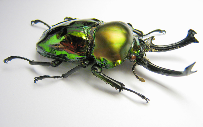 brouček pytlíčekII