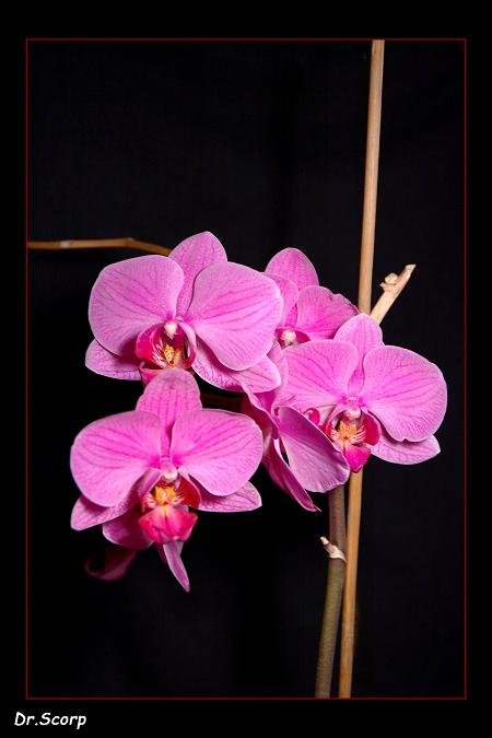 Orchidej