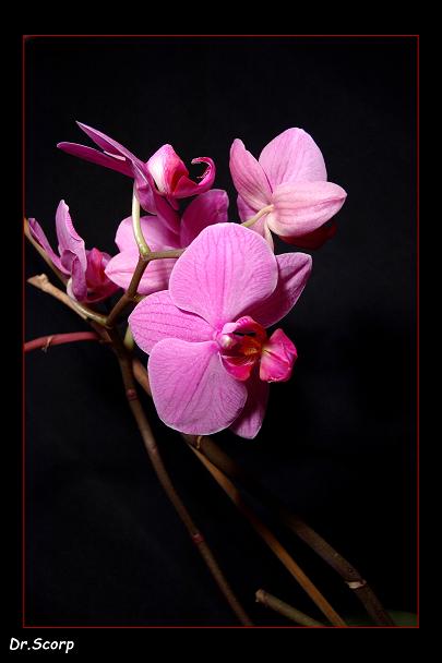 Orchidej 4 konečná fotografie