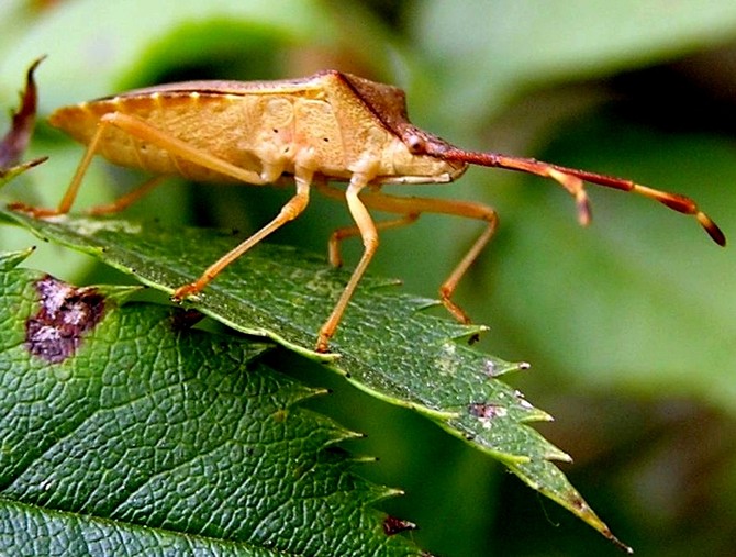 Bzďocha