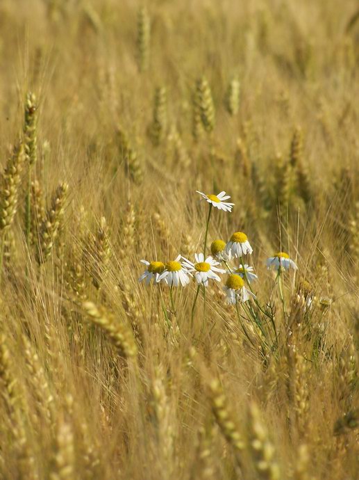 spomienka na leto....