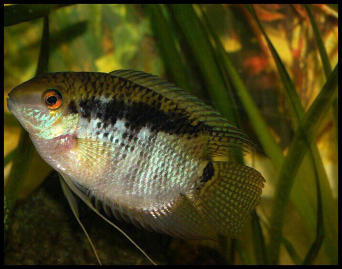 Kančík šikmopruhý