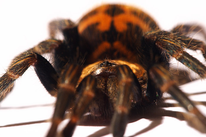 chromatopelma cynaopubescens