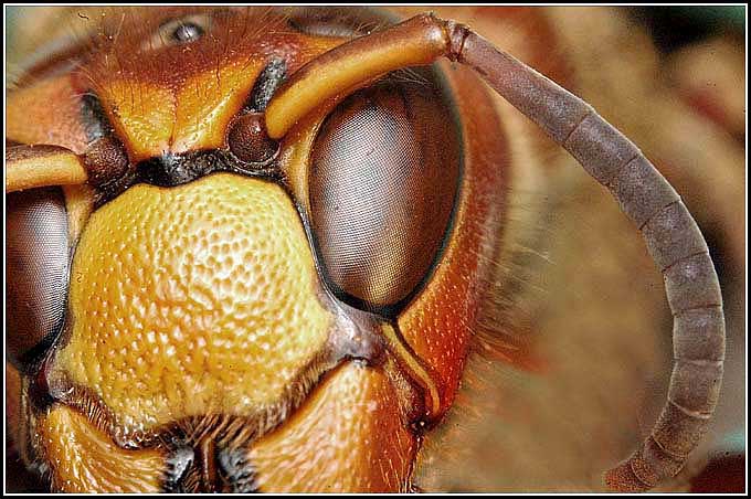 Detail/klouby,oči,tykadla/