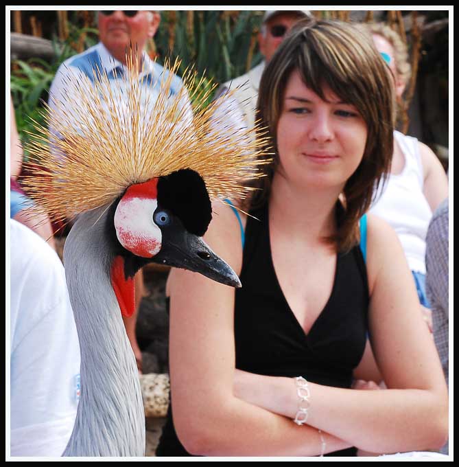 Nečekaný divák