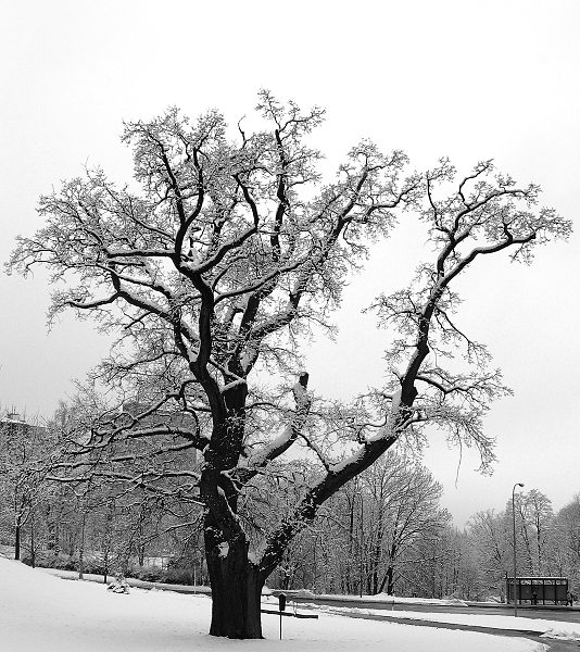 Chráněný strom