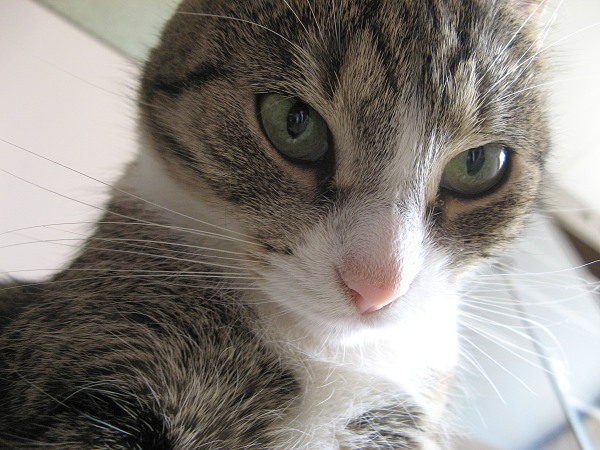 Kittynka