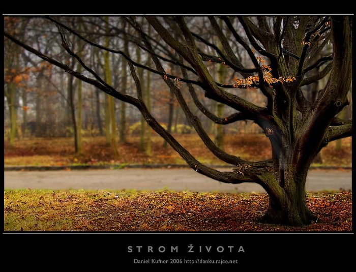 STROM ŽIVOTA