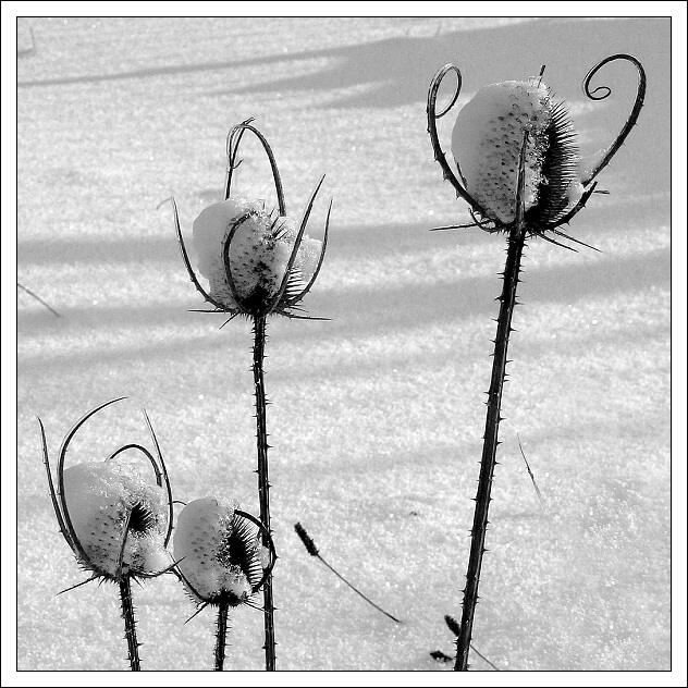 Štětka soukenická
