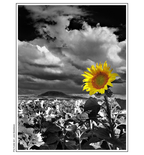 Tak jako slunečnice každý den otáčí se za Řípem