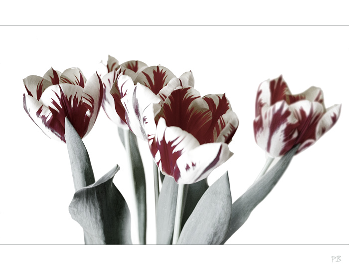 TuliPáni